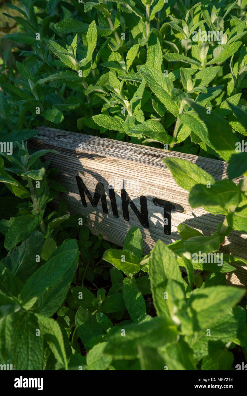 Mentha sachalinensis comune giardino inglese mint Foto Stock