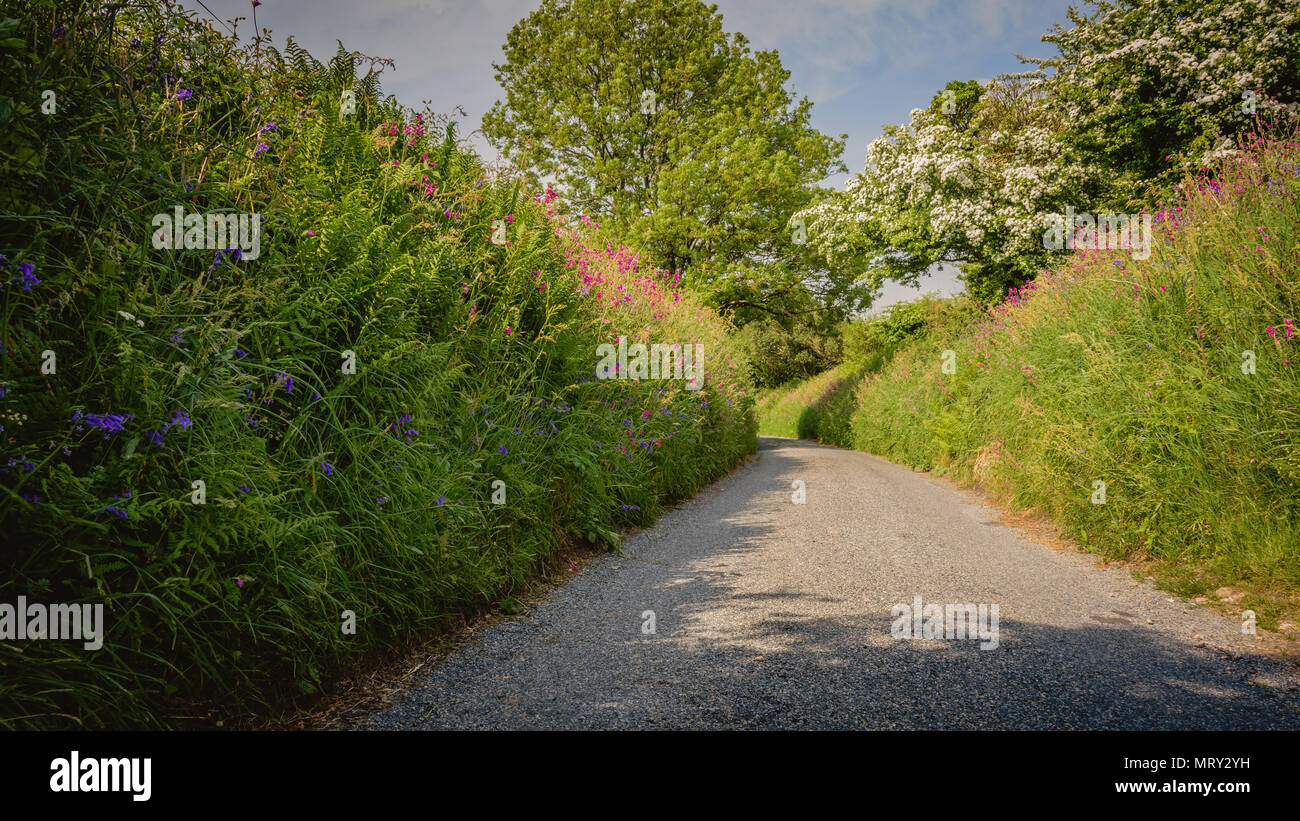 Bel paese strada fiancheggiata con fiori selvatici, Cornwall, Regno Unito Foto Stock