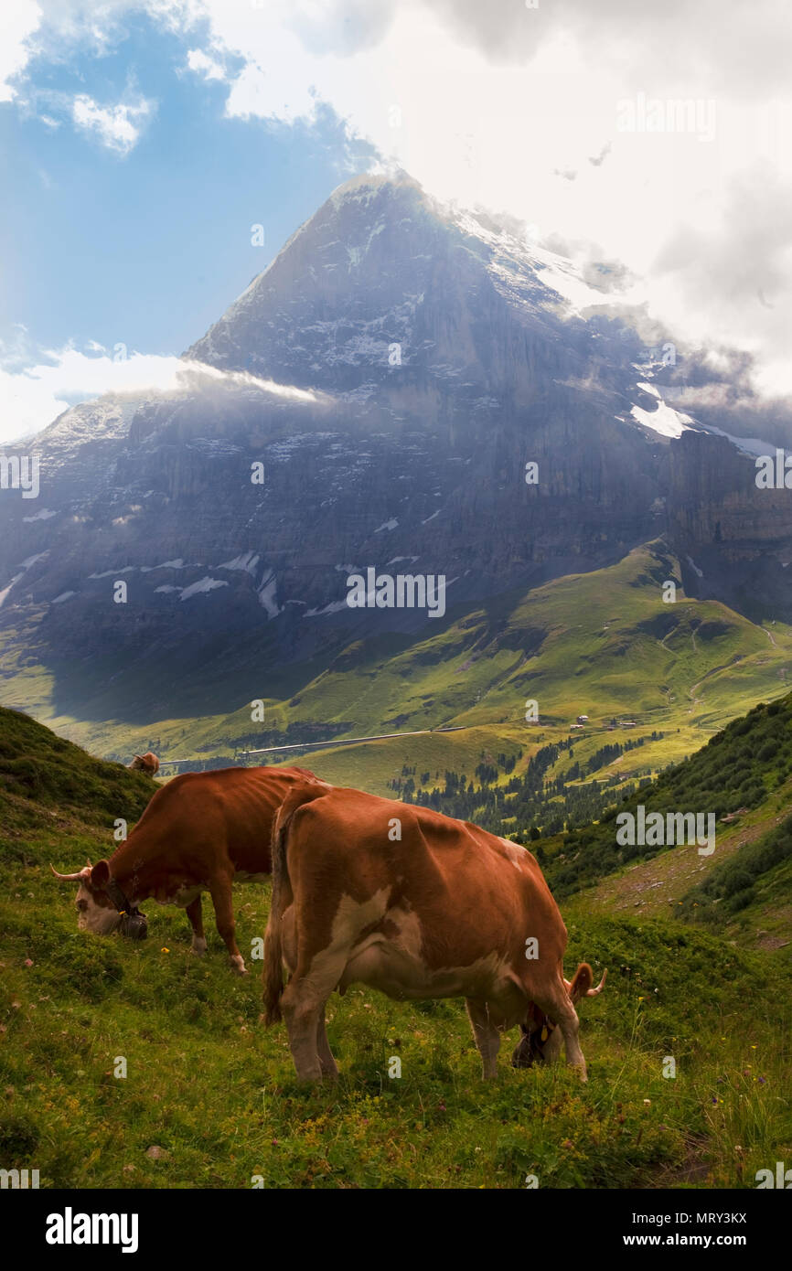 Vacche su un prato alpino a Inberg vicino a Kleine Scheidegg sopra la spettacolare Wärgistal, con il nord dell'Eiger oltre, Oberland bernese, S Foto Stock