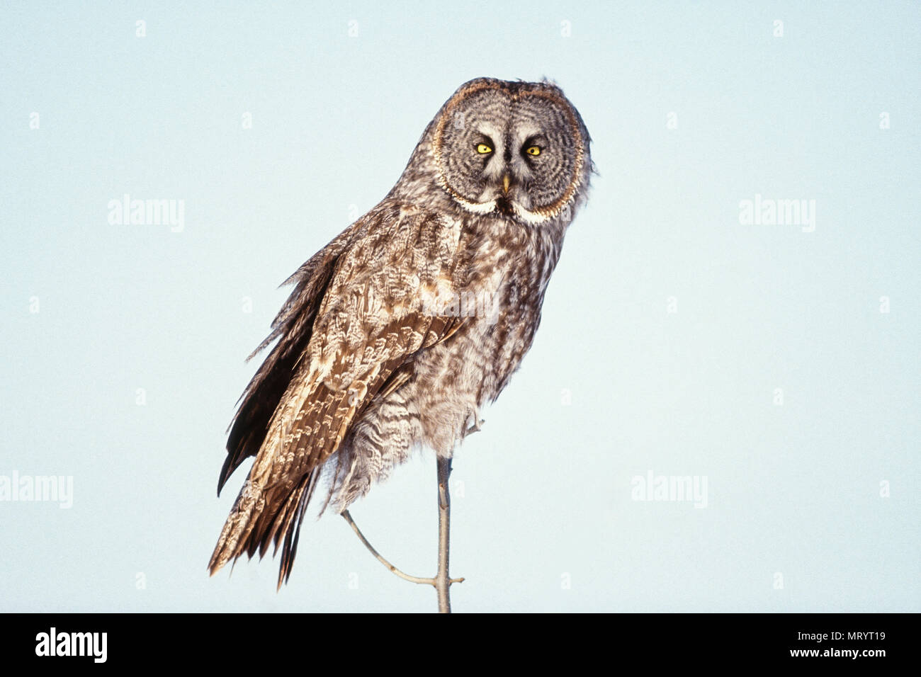 Grande Grigio Allocco (Strix Nebulosa), Manitoulin Island, Ontario, Canada Foto Stock