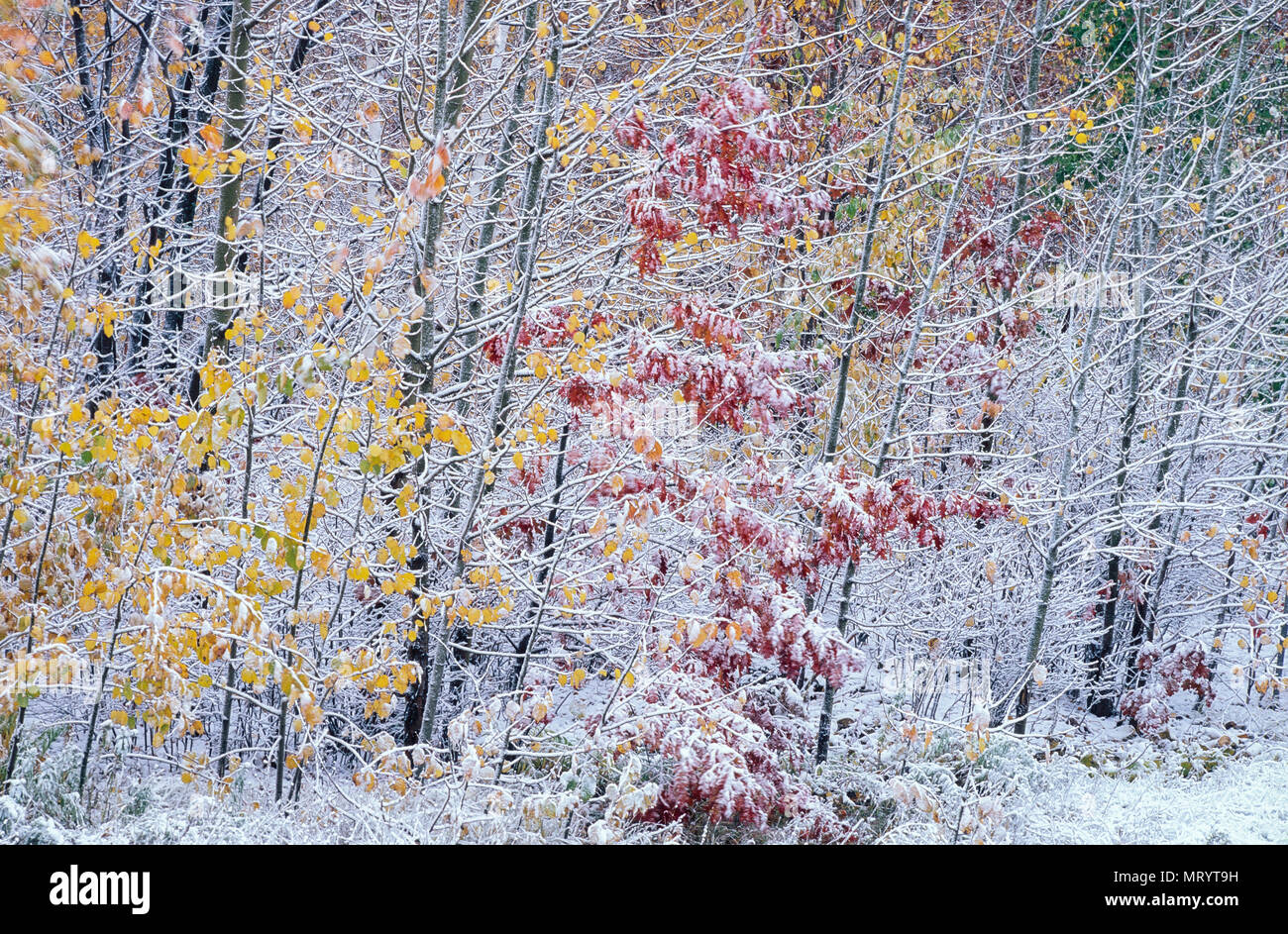 Inizio autunno nevicata, Sudbury, Ontario Foto Stock