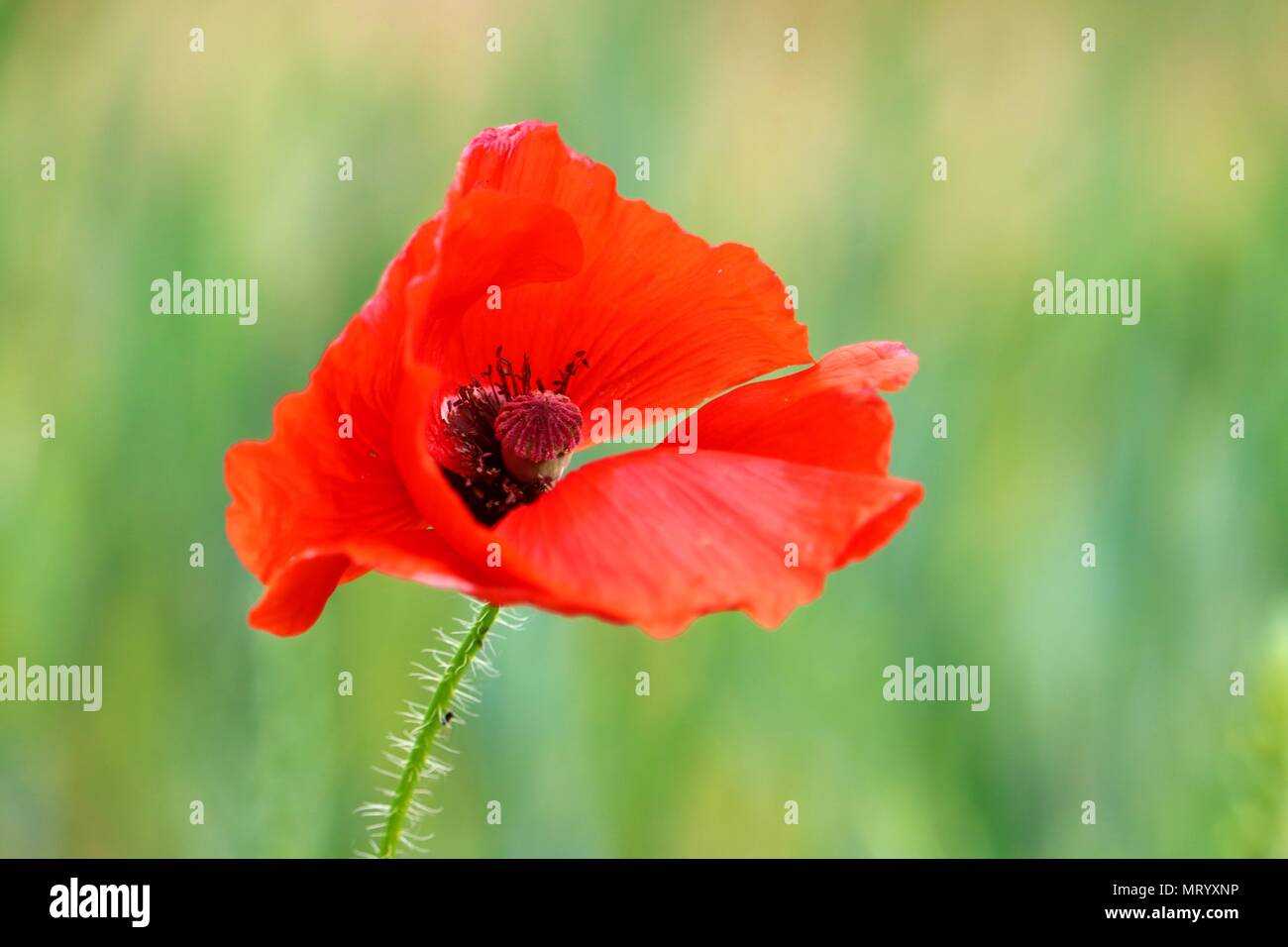 Rosso brillante fiore di papavero, Papaver rhoeas, con green bokeh di fondo Foto Stock