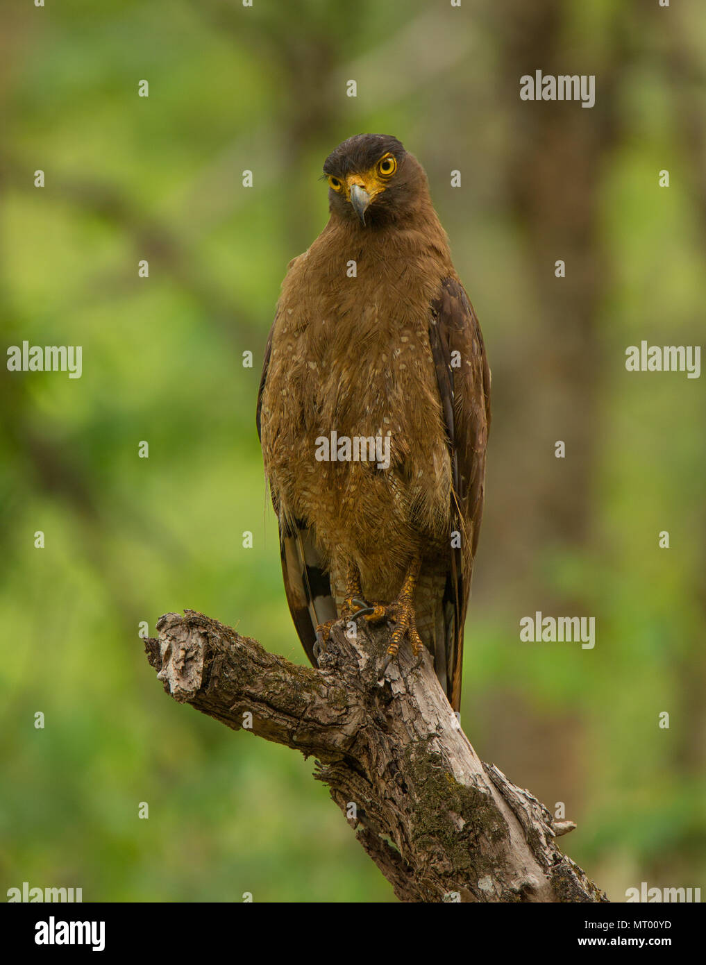 Serpente Crested Eagle - fotografati a BR Hills (Karnataka, India) Foto Stock