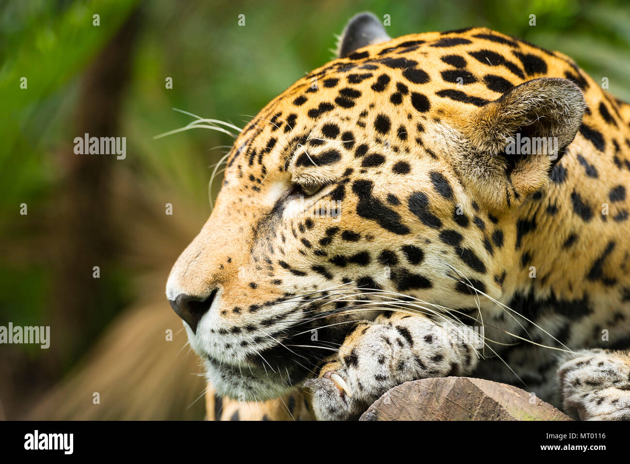 Bellissima Jaguar cat (Panthera onca) in close up durante il riposo Foto Stock