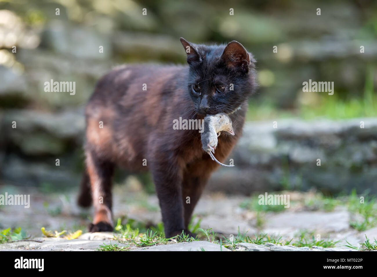 Dark cat giocando con una mole di morti Foto Stock