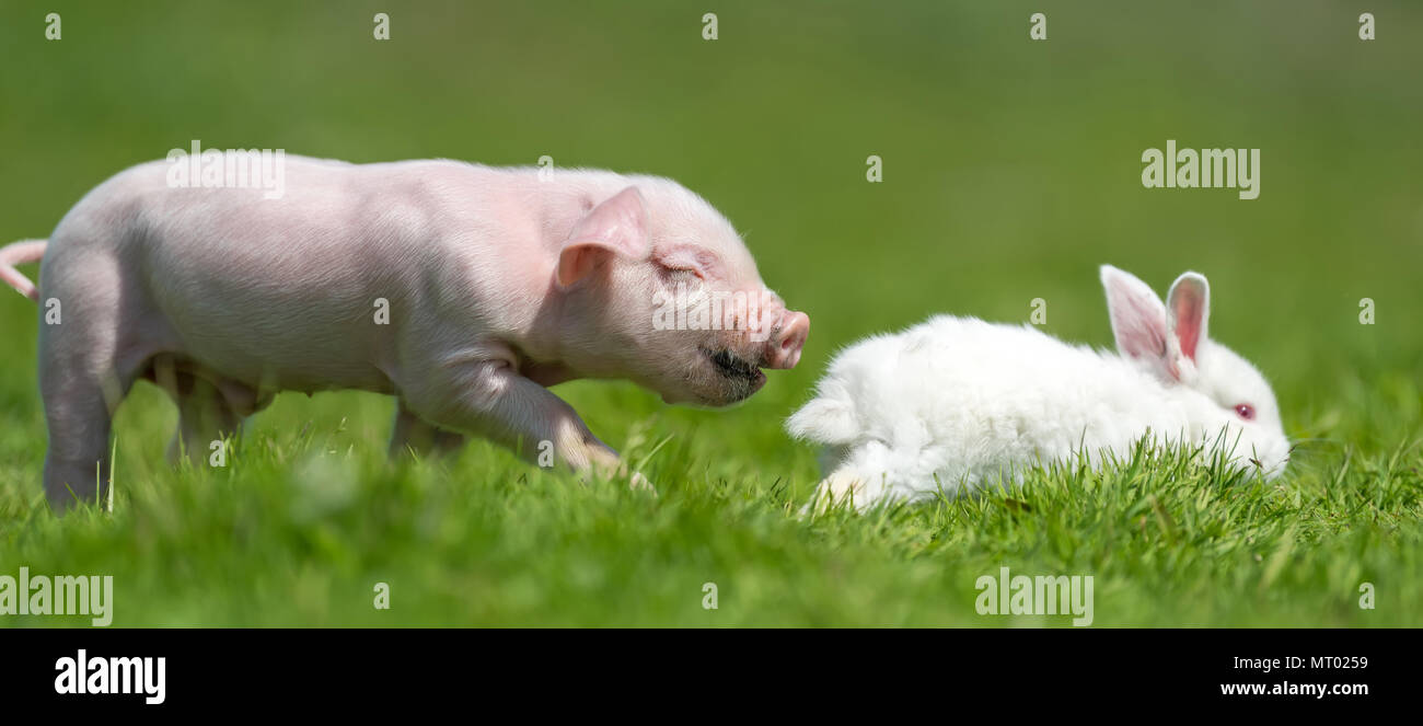 Suinetto neonato e coniglio bianco sulla molla di erba verde in un agriturismo Foto Stock