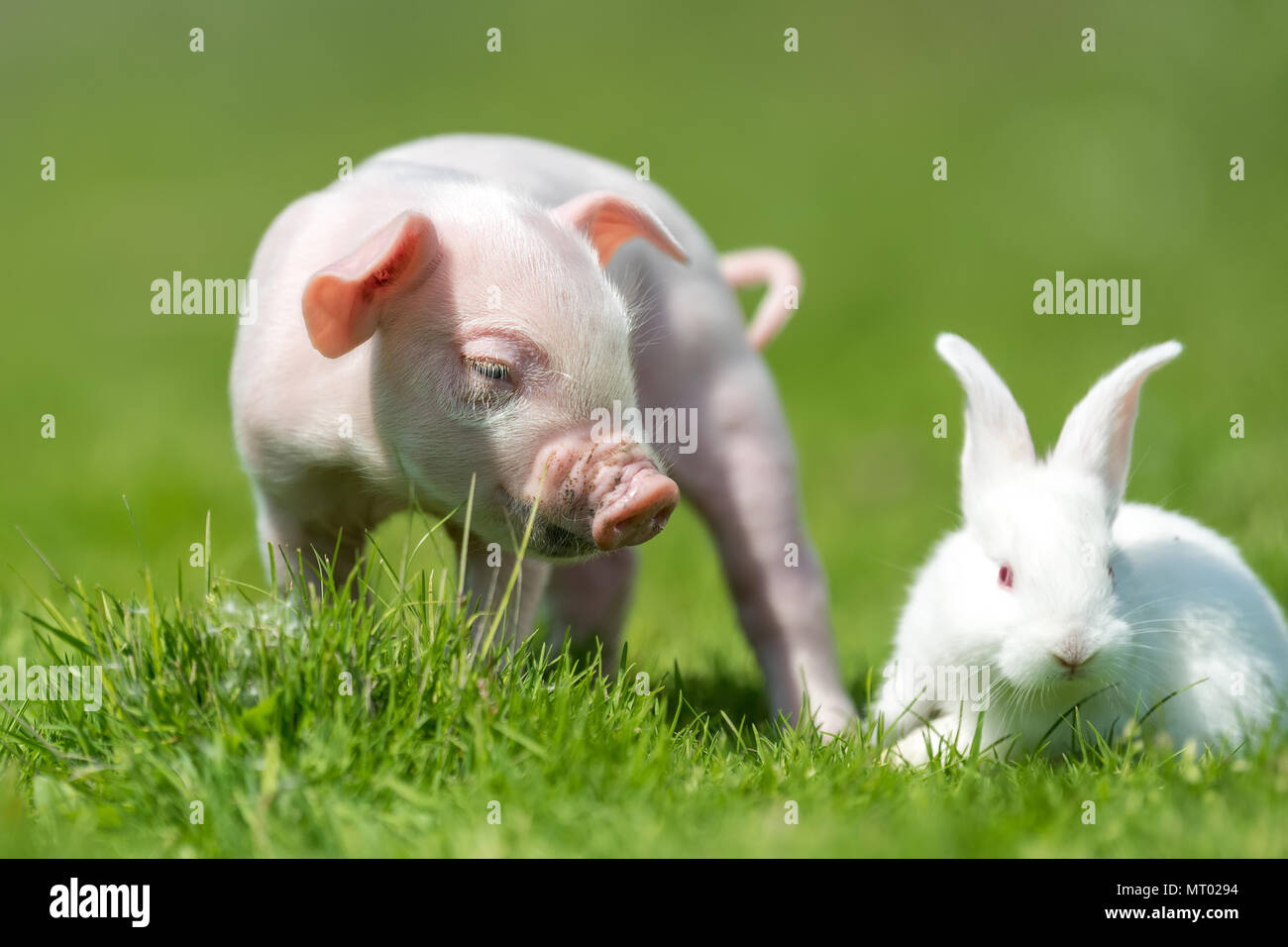 Suinetto neonato e coniglio bianco sulla molla di erba verde in un agriturismo Foto Stock