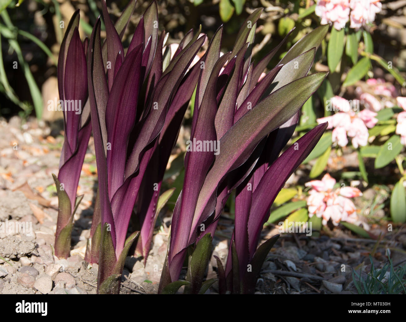 Il fantastico nuovo foglie di Eucomis comosa Borgogna spumanti Foto Stock