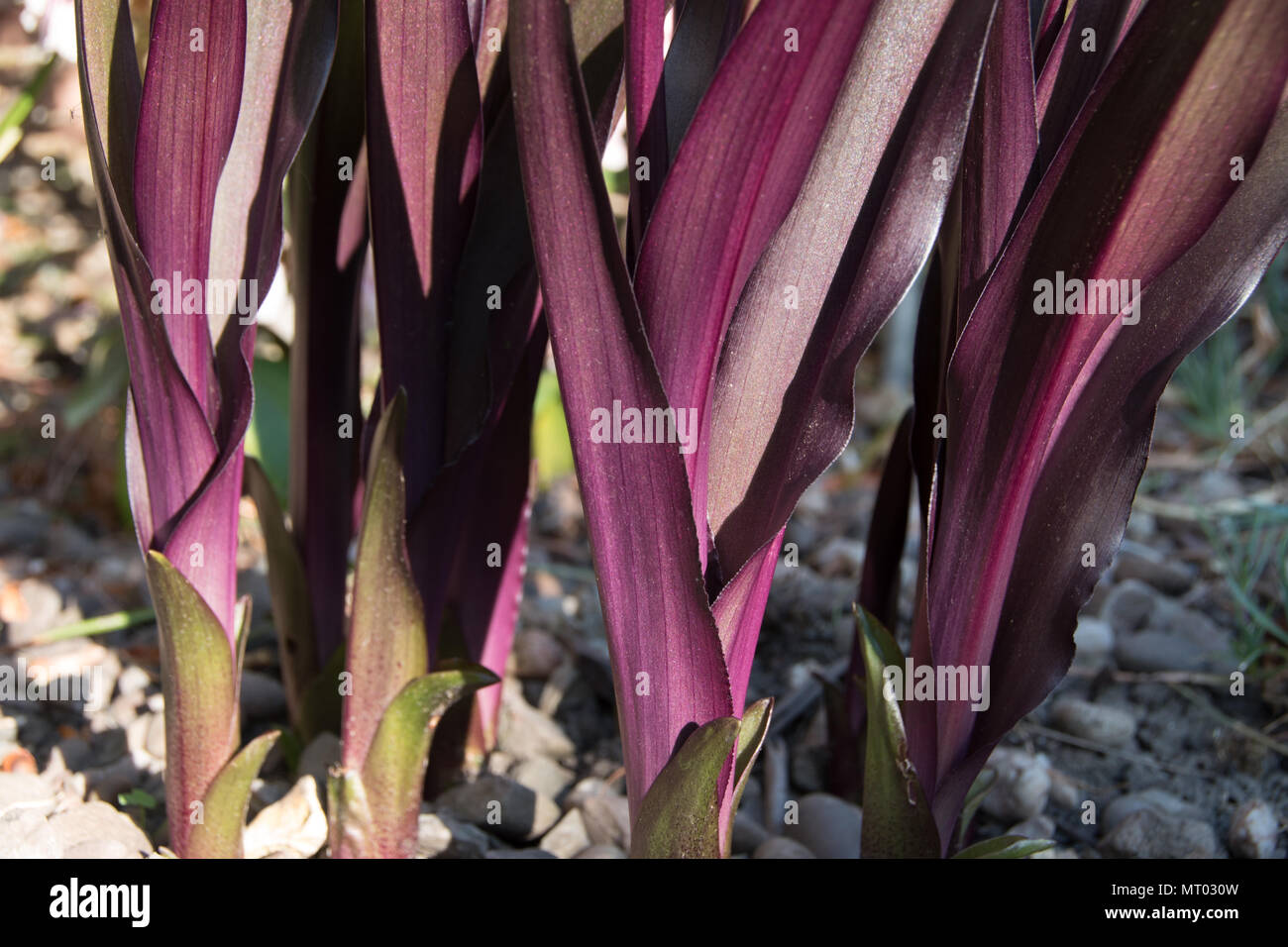 Il fantastico nuovo foglie di Eucomis comosa Borgogna spumanti Foto Stock