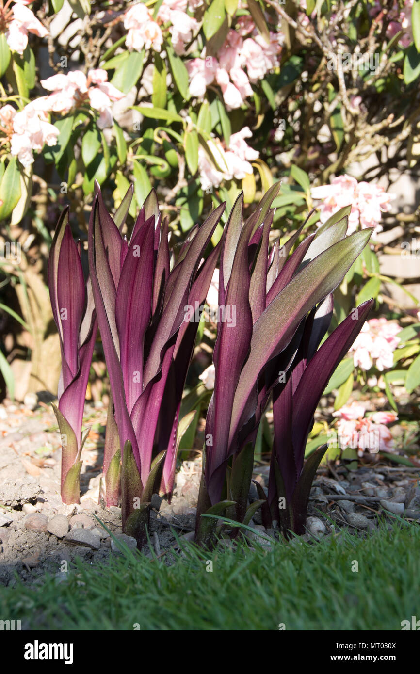 Il fantastico nuovo foglie di Eucomis comosa Borgogna spumanti Foto Stock