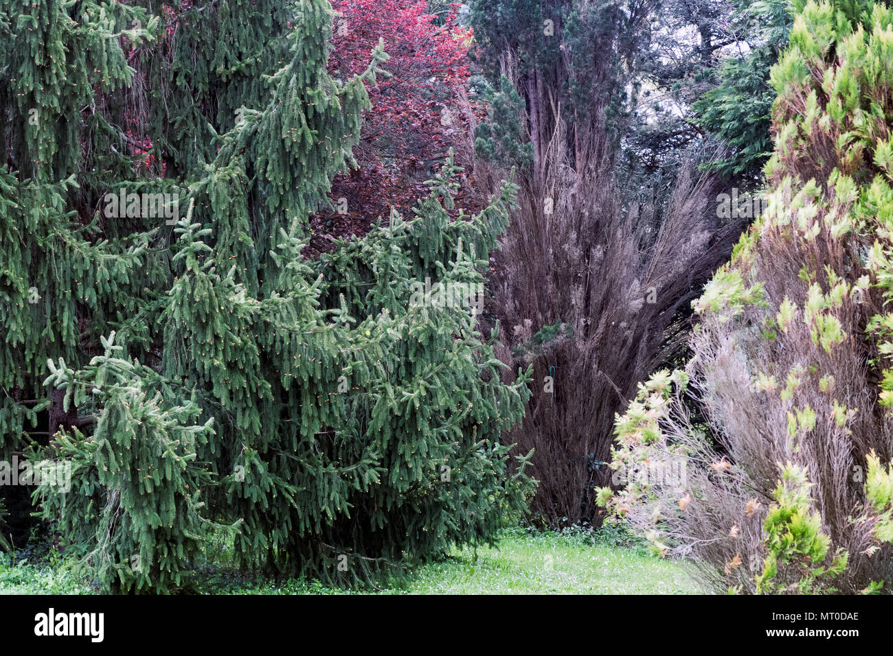 Un mix di alberi sempreverdi e arbusti in diverse tonalità di verde, marrone e rosso, creando una foresta naturale e tranquilla Foto Stock