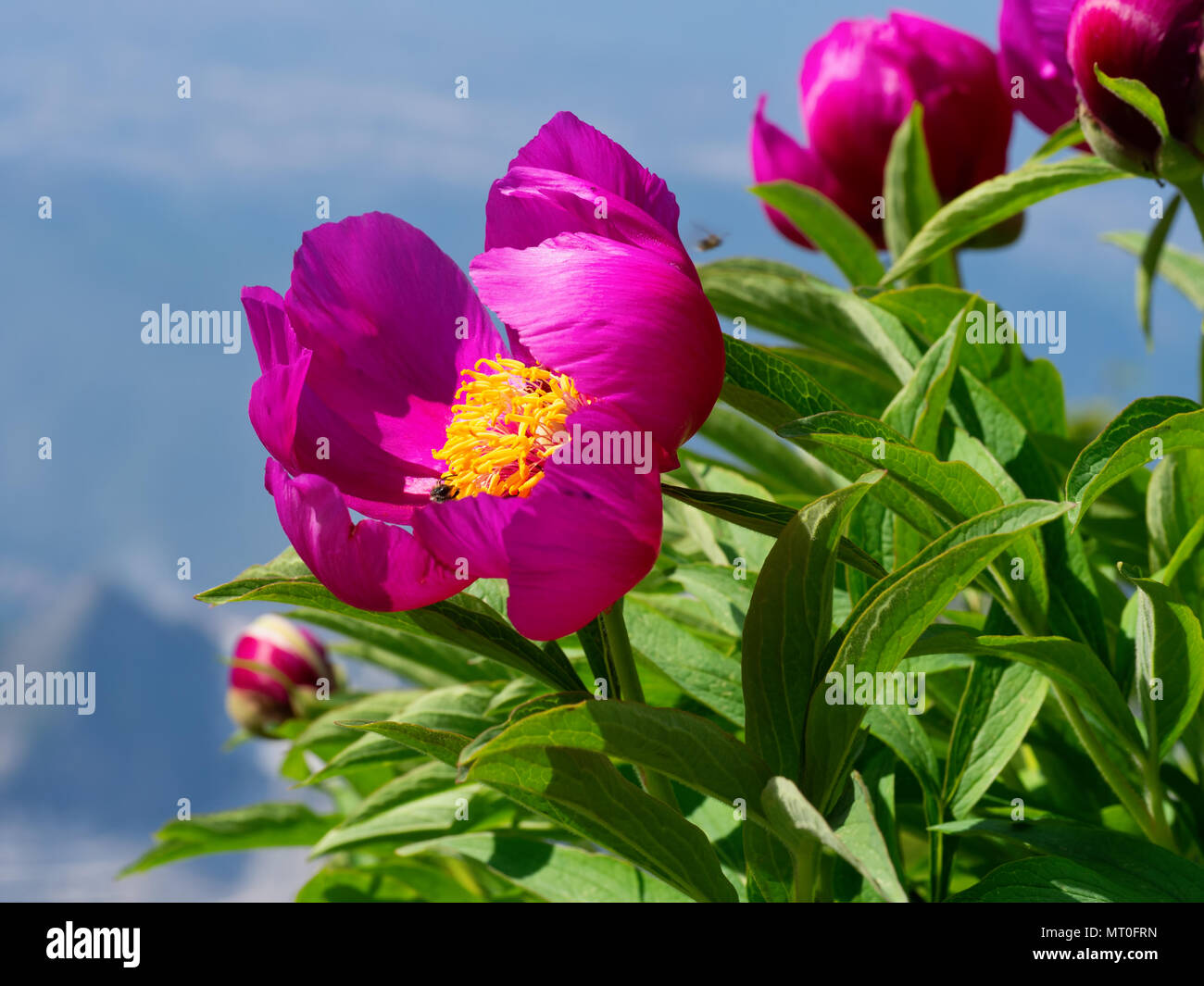 La peonia selvatica di crescita della pianta selvatica nelle Alpi Apuane, Italia. Foto Stock