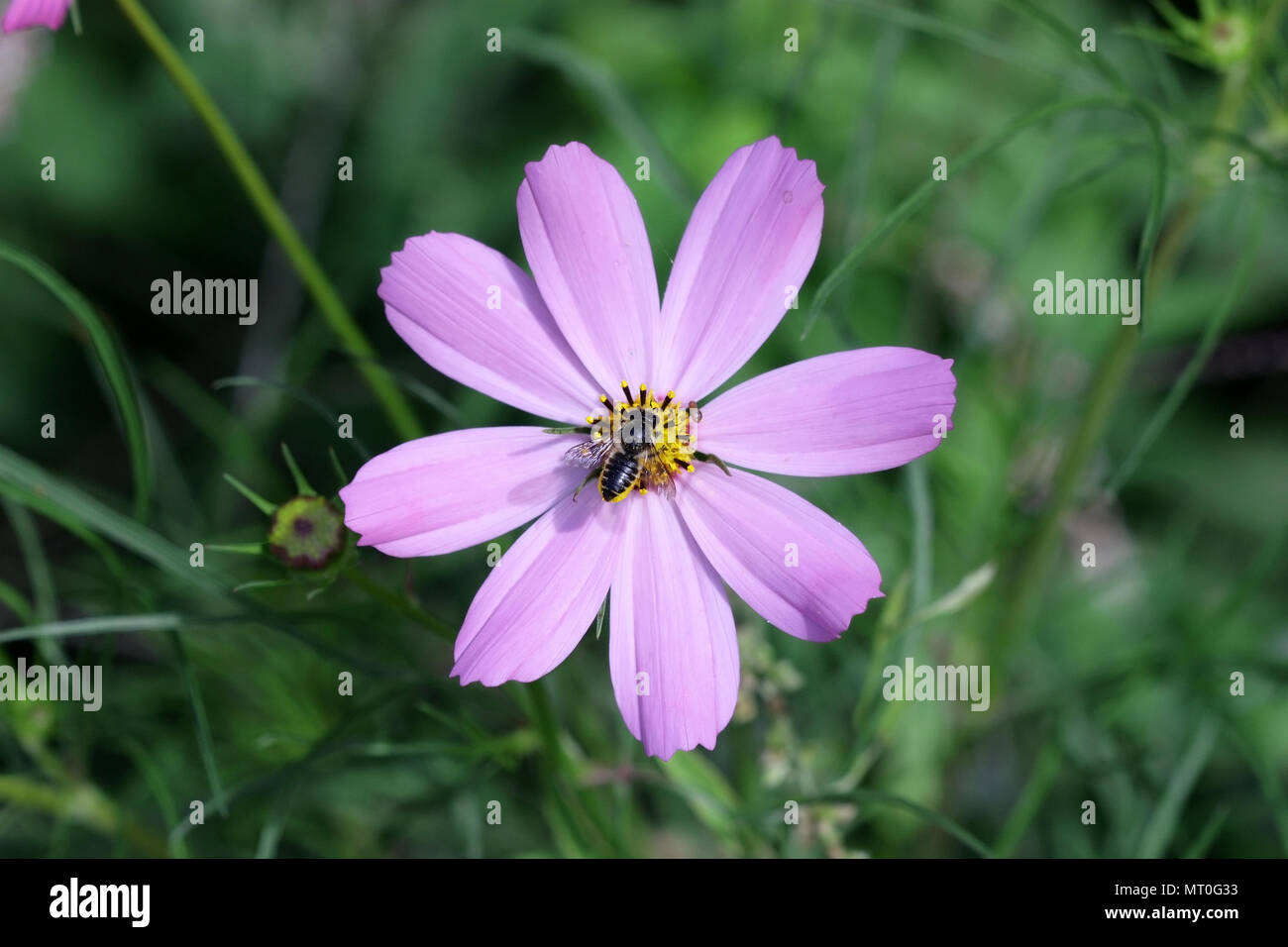 Ape su fiore cosmo di lilla delicatamente il colore su un verde sfondo vegetale è orizzontale. Close up. Macro. Famiglia asteraceae Foto Stock