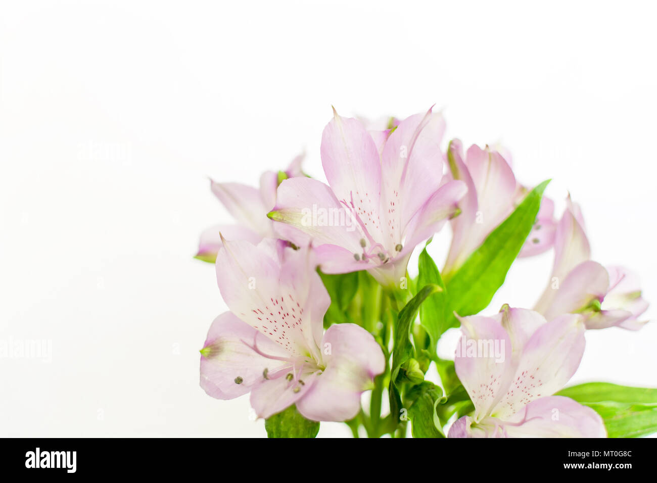 Fresh viola giglio peruviano (Alstroemeria) fiori isolati su sfondo bianco Foto Stock