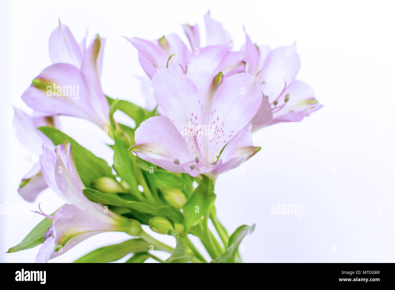 Blue Alstroemeria aurea mazzo di fiori Foto Stock