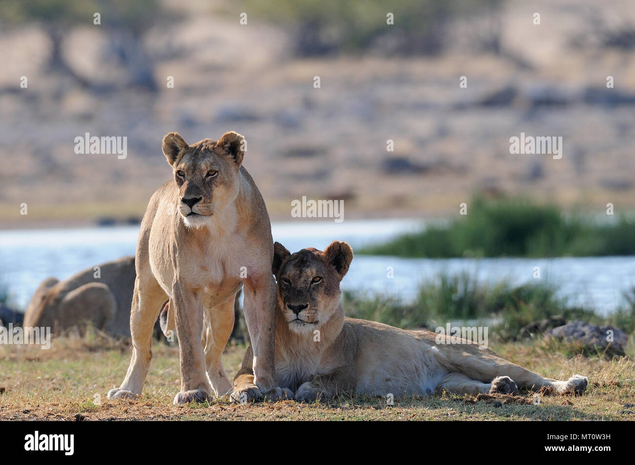 Leone africano sguardo curioso, etosha nationalpark, Namibia, (panthera leo) Foto Stock