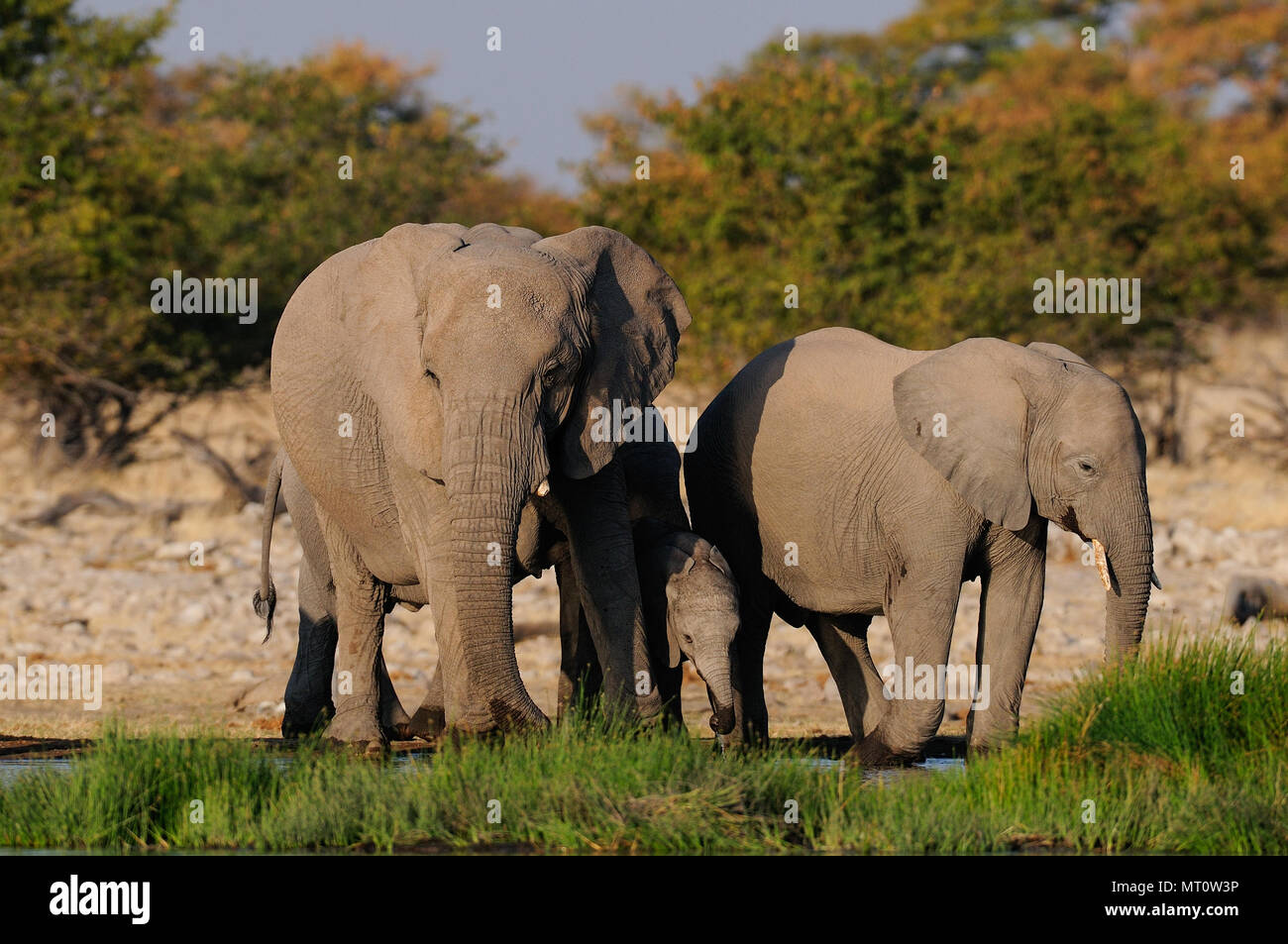 African elefant mandria sono bere su un waterhole, etosha nationalpark, Namibia, (Loxodonta africana) Foto Stock