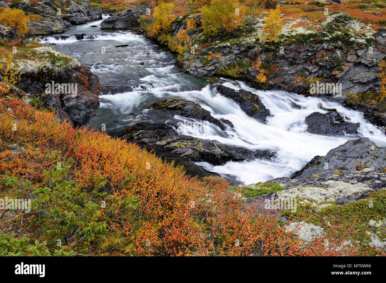 Il fiume driva in autunno, dovrefjell, Norvegia Foto Stock