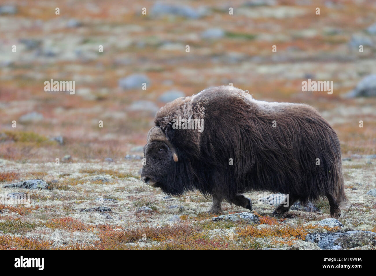 Musk ox di Bull in un paesaggio autunnale, dovrefjell, norvegia (Ovibos moschatus) Foto Stock