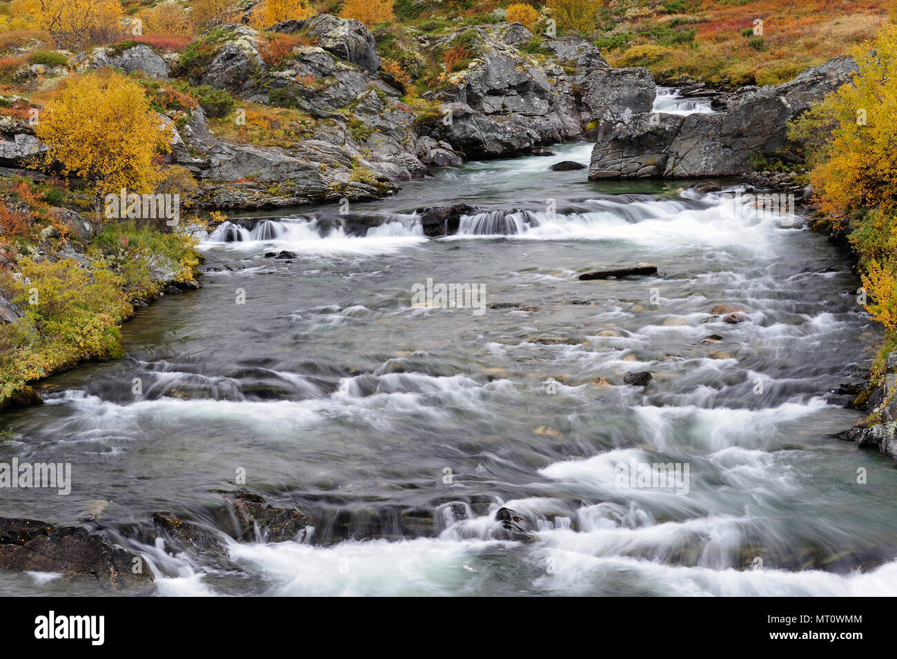 Il fiume driva nel paesaggio autunnale, dovrefjell, Norvegia Foto Stock