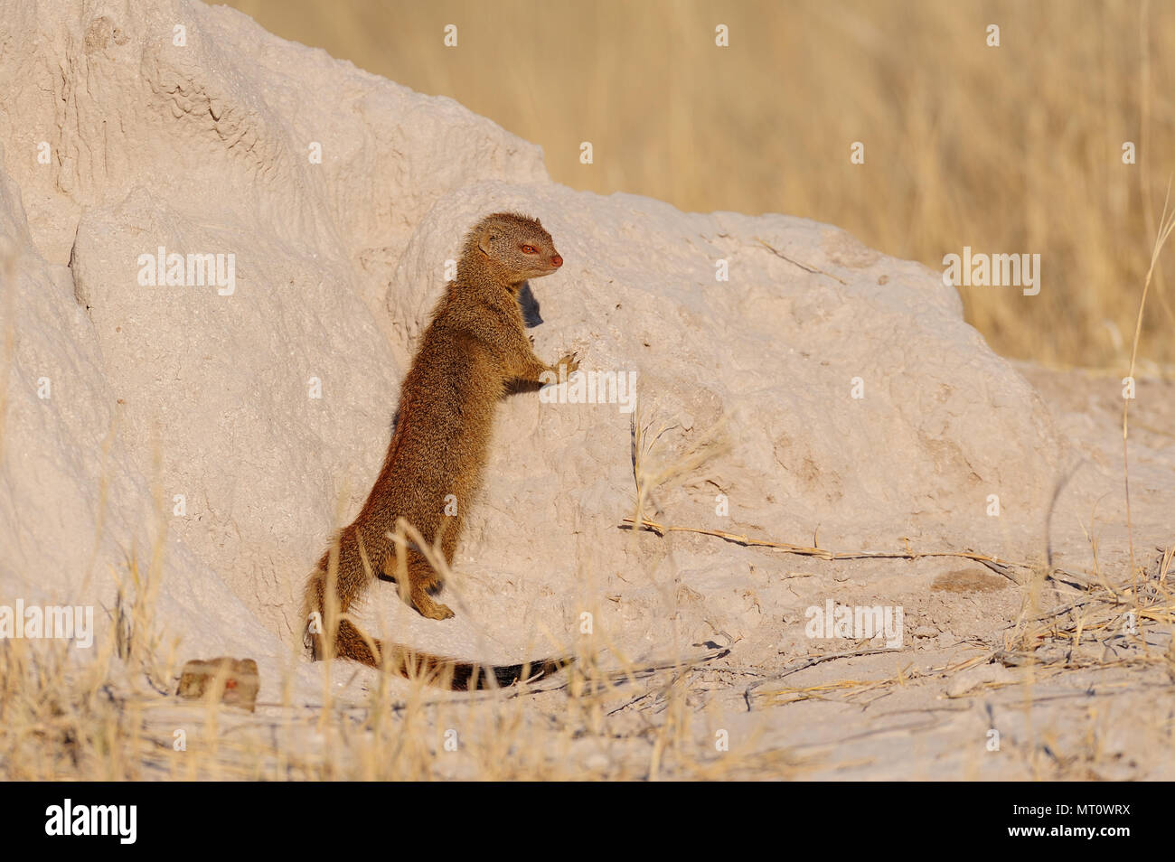 La mangusta snella è alla ricerca, etosha nationalpark, Namibia, (galerella sanguinea) Foto Stock