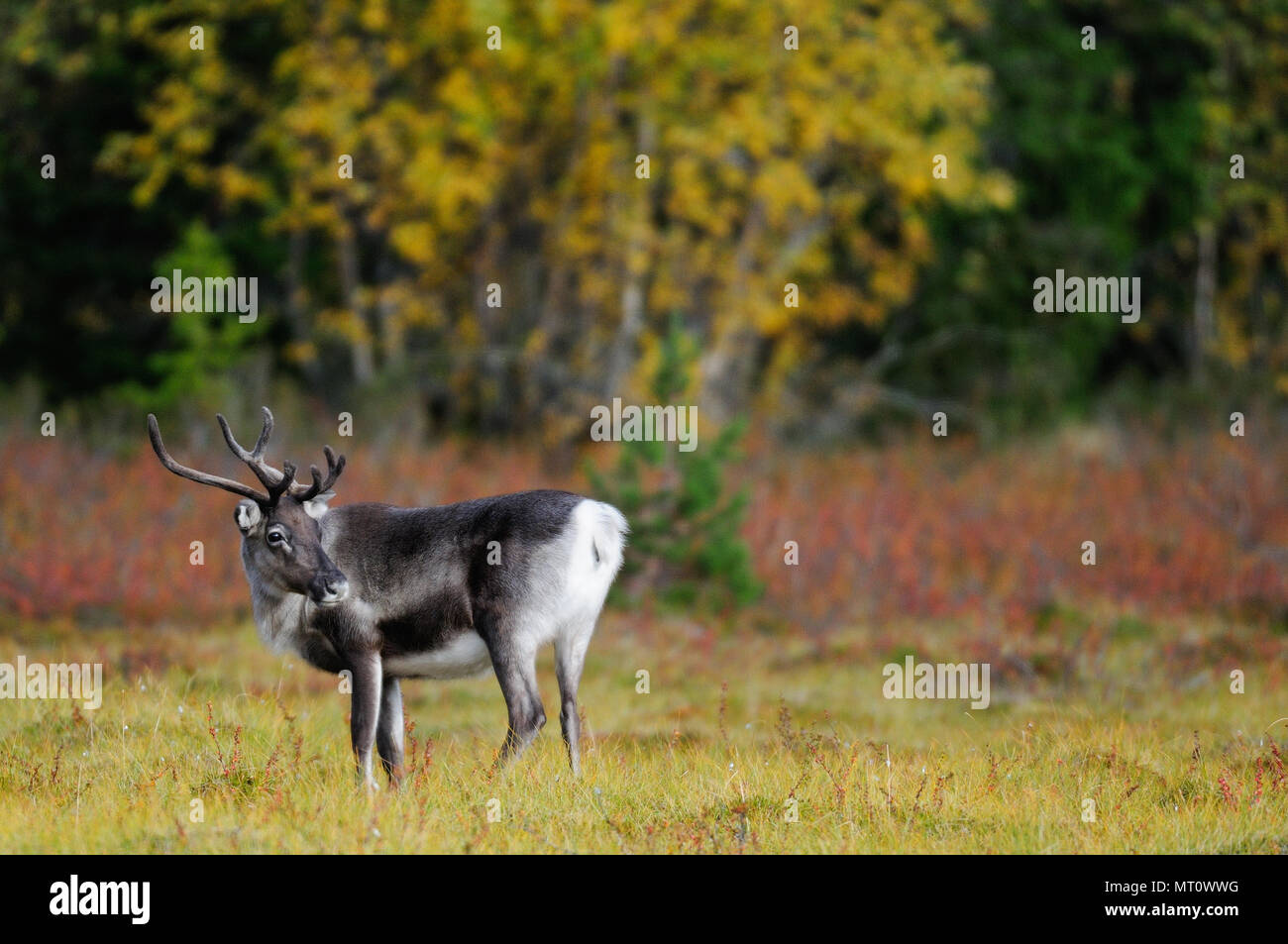 La renna in un paesaggio autunnale, flatruet, svezia (rangifer tarandus) Foto Stock