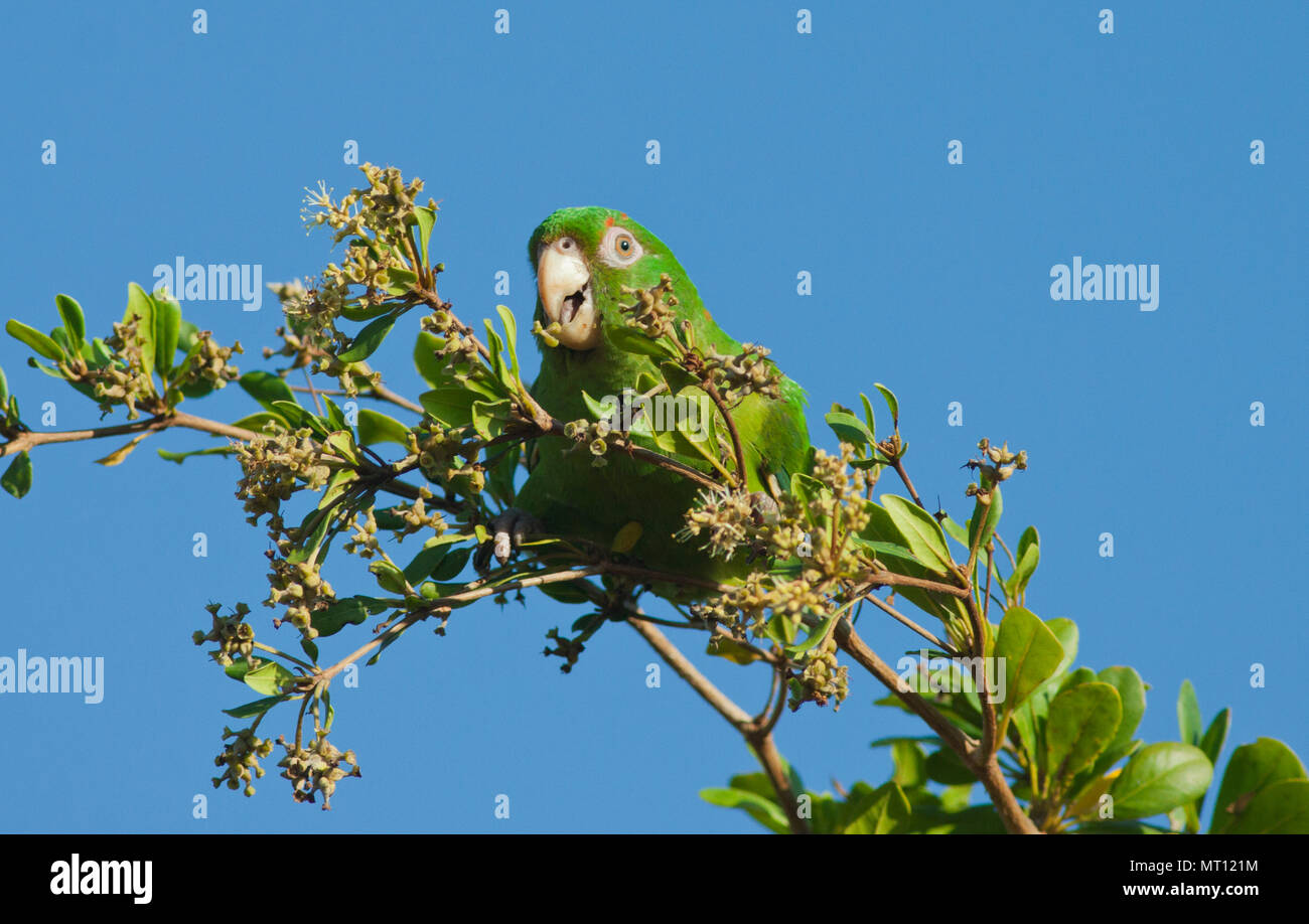 Parrocchetto cubano (Psittacara euops) alimentazione su Jucaro frutti e fiori (Bucida buseras) Bermejas, CUBA, in via di estinzione, endemica Foto Stock