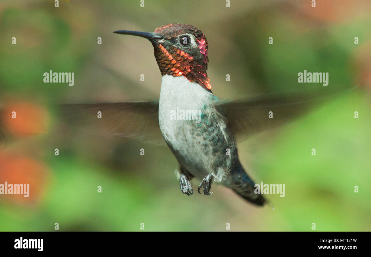 Più piccolo al mondo degli uccelli, Bee Hummingbird (Mellisuga helenae), o Zunzuncito. In bilico, penisola di Zapata, Cuba - endemica Foto Stock