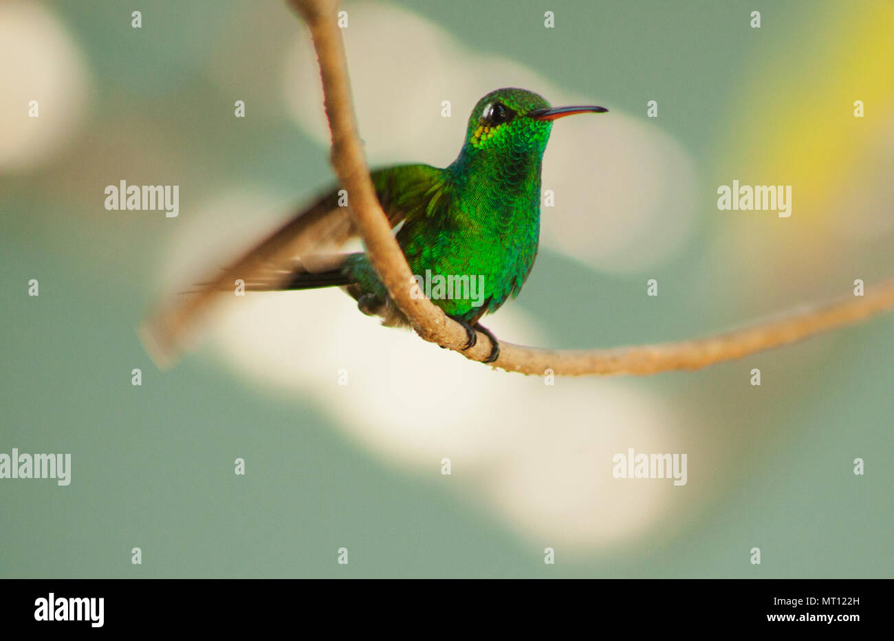 Smeraldo cubano Hummingbird, (ricordii Chlorostilbon) appollaiato sulla foresta vitigno, la penisola di Zapata, Cuba Foto Stock