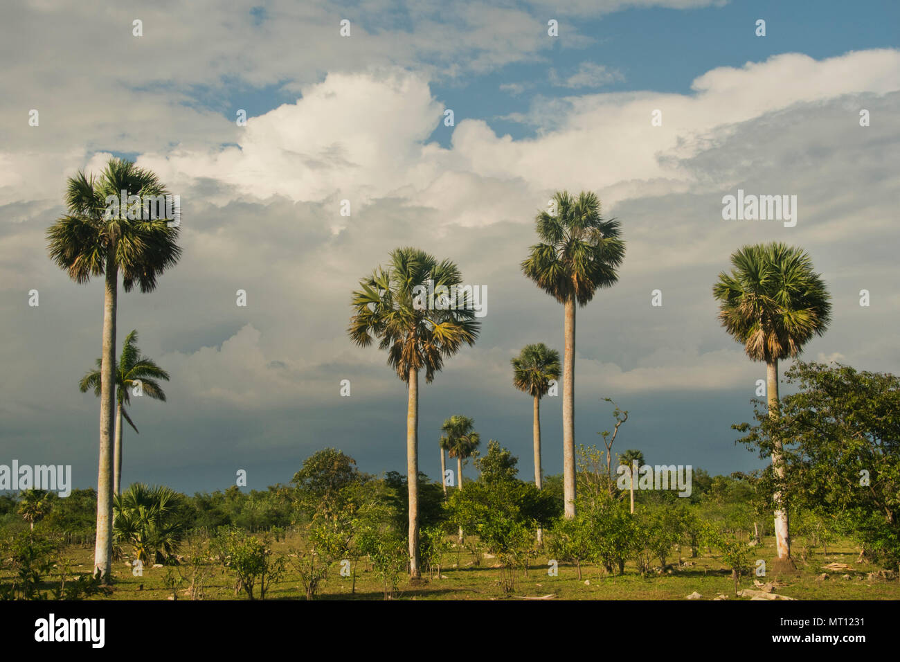 Palme e nuvole roiling, bermudas, Matanzas, Cuba Foto Stock
