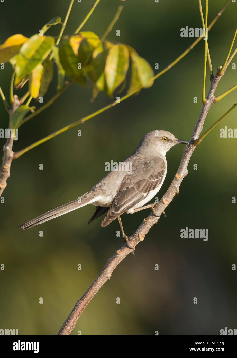 Northern Mockingbird (Mimus polyglottos) Bermejas, Matanzas, Cuba Foto Stock