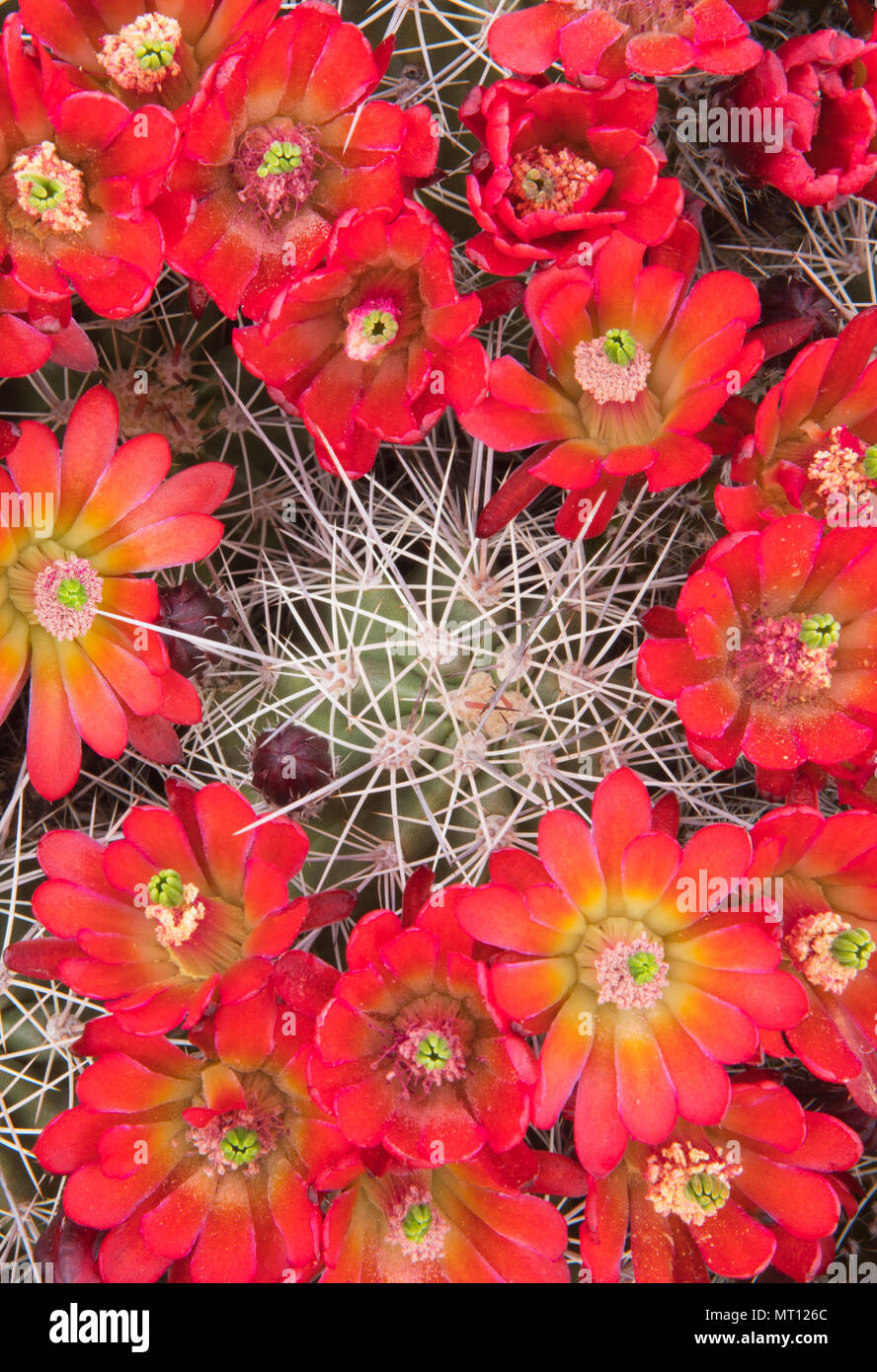 Claret-cup Hedgehog (Cactus Echinocereus) in Bloom, Parco Nazionale Zion, Utah Foto Stock