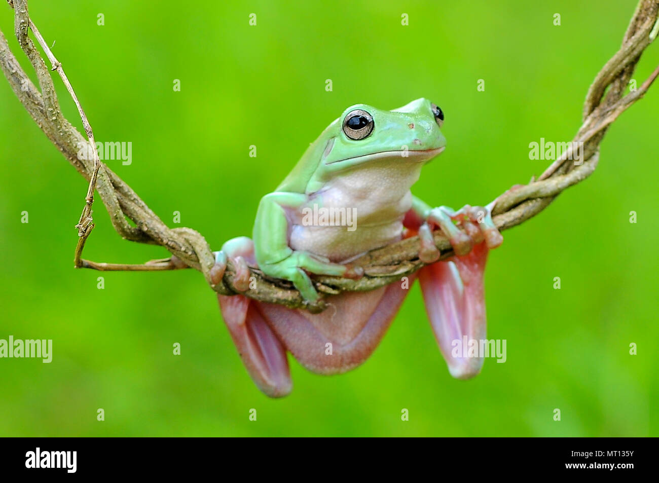 Le rane losca rane, Rane di albero su ramoscelli, macro, di insetto, di mammiferi, animale, rettile, natura, Foto Stock