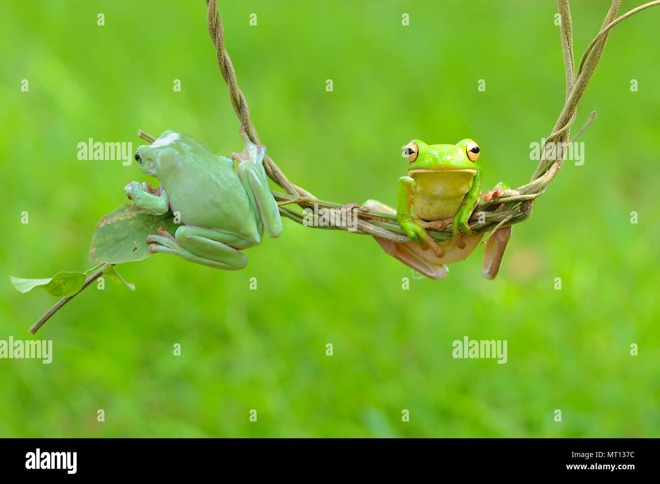 Le rane losca rane, Rane di albero su ramoscelli, macro, di insetto, di mammiferi, animale, rettile, natura, Foto Stock
