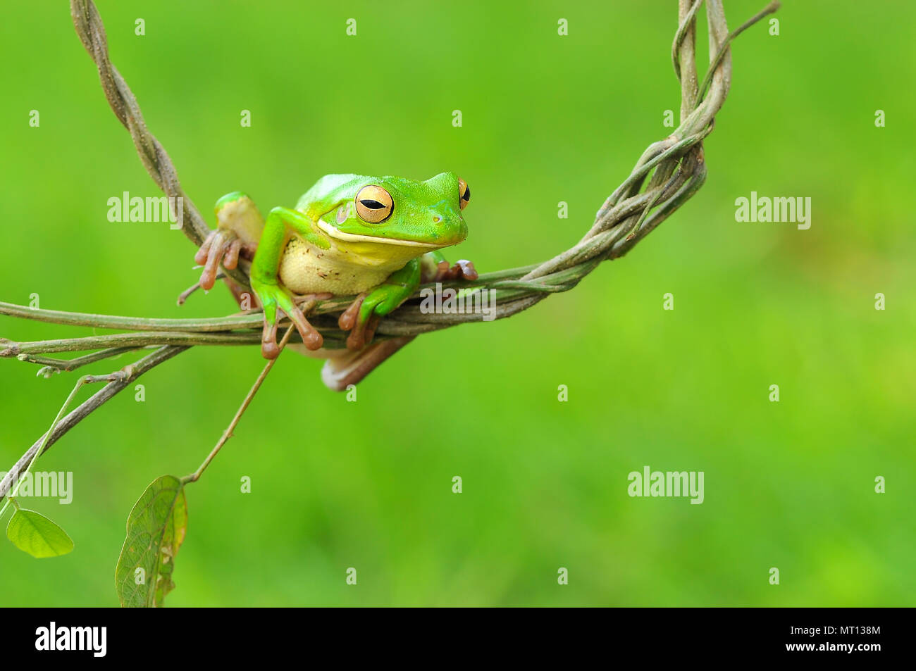 Le rane losca rane, Rane di albero su ramoscelli, macro, di insetto, di mammiferi, animale, rettile, natura, Foto Stock