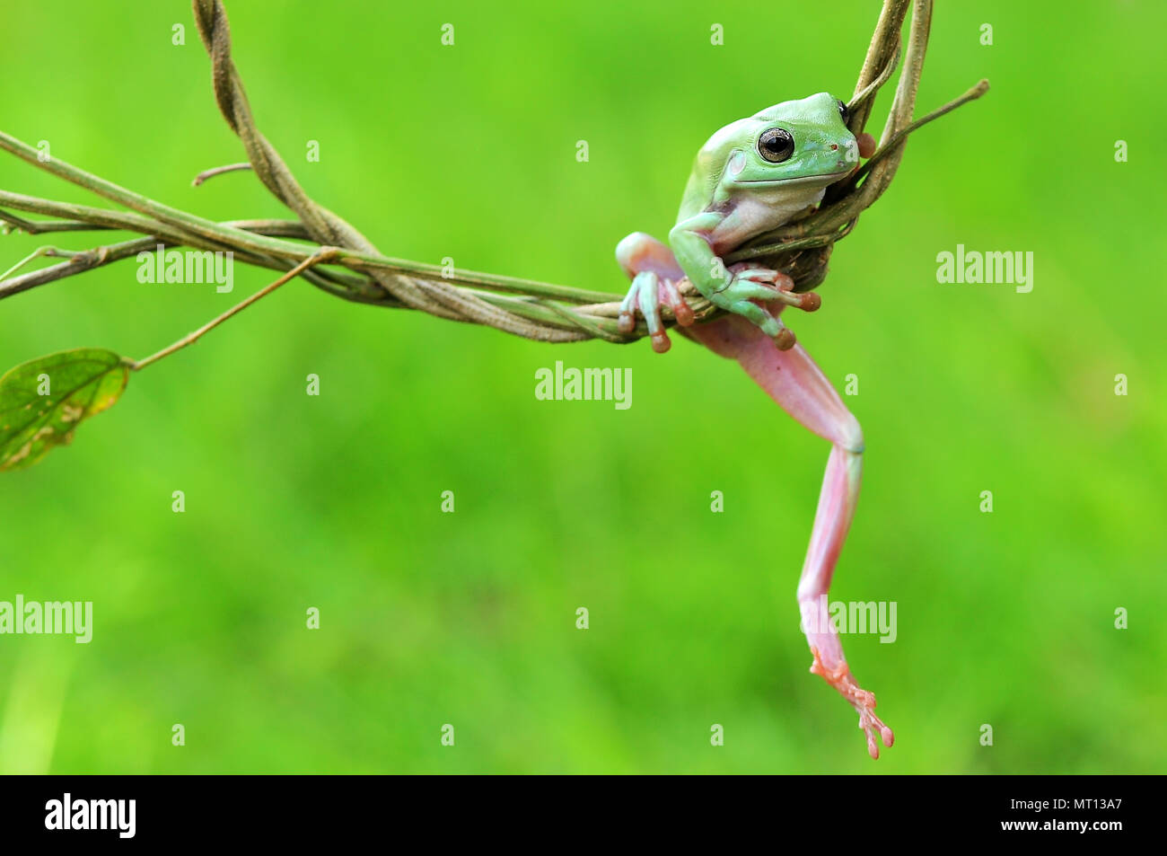 Le rane losca rane, Rane di albero su ramoscelli, macro, di insetto, di mammiferi, animale, rettile, natura, Foto Stock