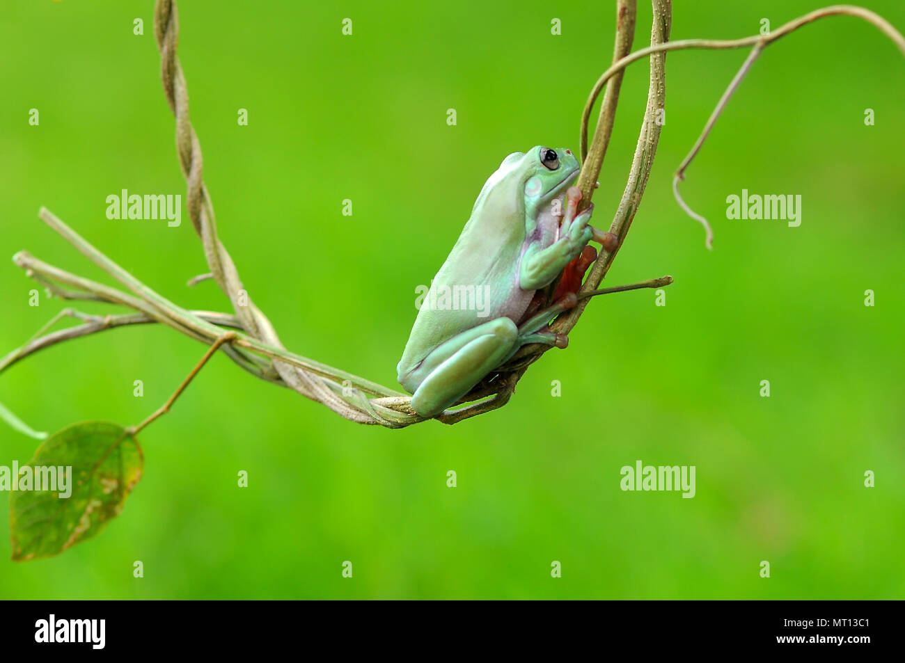 Le rane losca rane, Rane di albero su ramoscelli, macro, di insetto, di mammiferi, animale, rettile, natura, Foto Stock