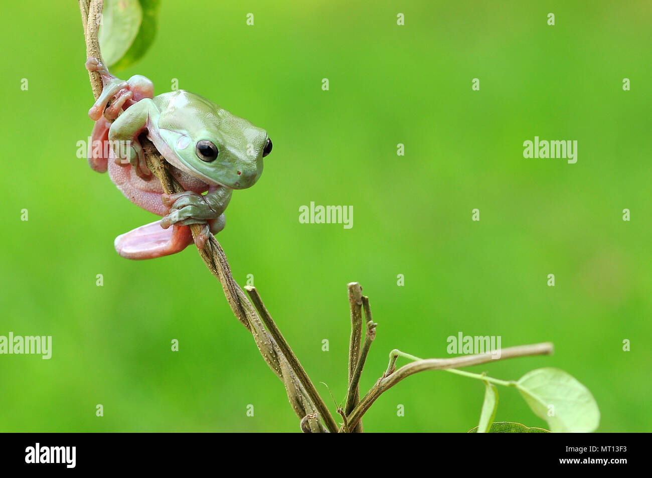 Le rane losca rane, Rane di albero su ramoscelli, macro, di insetto, di mammiferi, animale, rettile, natura, Foto Stock