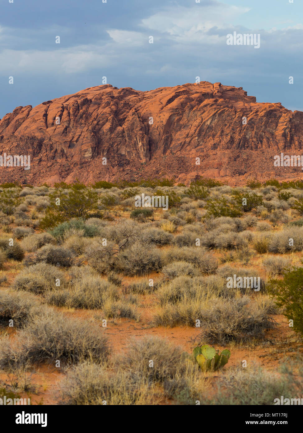 Pietra arenaria rossa formazioni rocciose e le piante del deserto presso il Parco della Valle di Fire State (Nevada, USA). Foto Stock