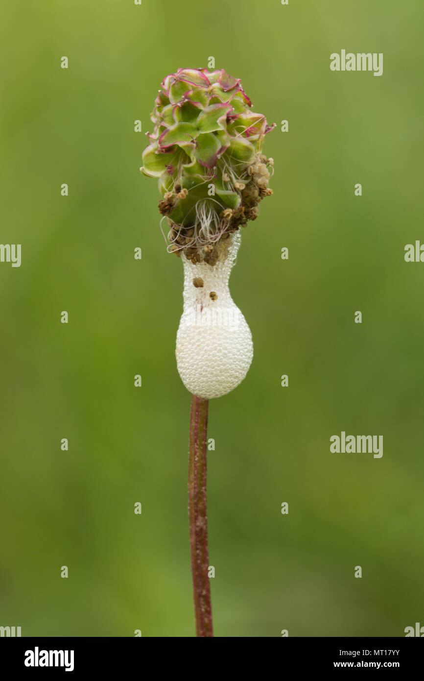 Il cuculo sputare su insalata di fiori selvaggi Burnett, prodotte dalle ninfe del froghopper Foto Stock