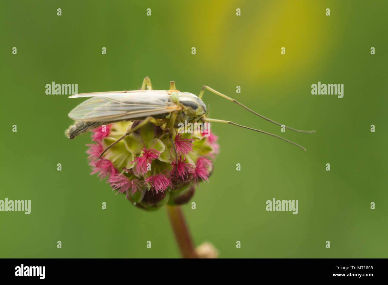 Close-up di un non-mordere midge (Famiglia Chironomidae) su un insalata di fiori selvaggi Burnett nel Surrey, Regno Unito Foto Stock