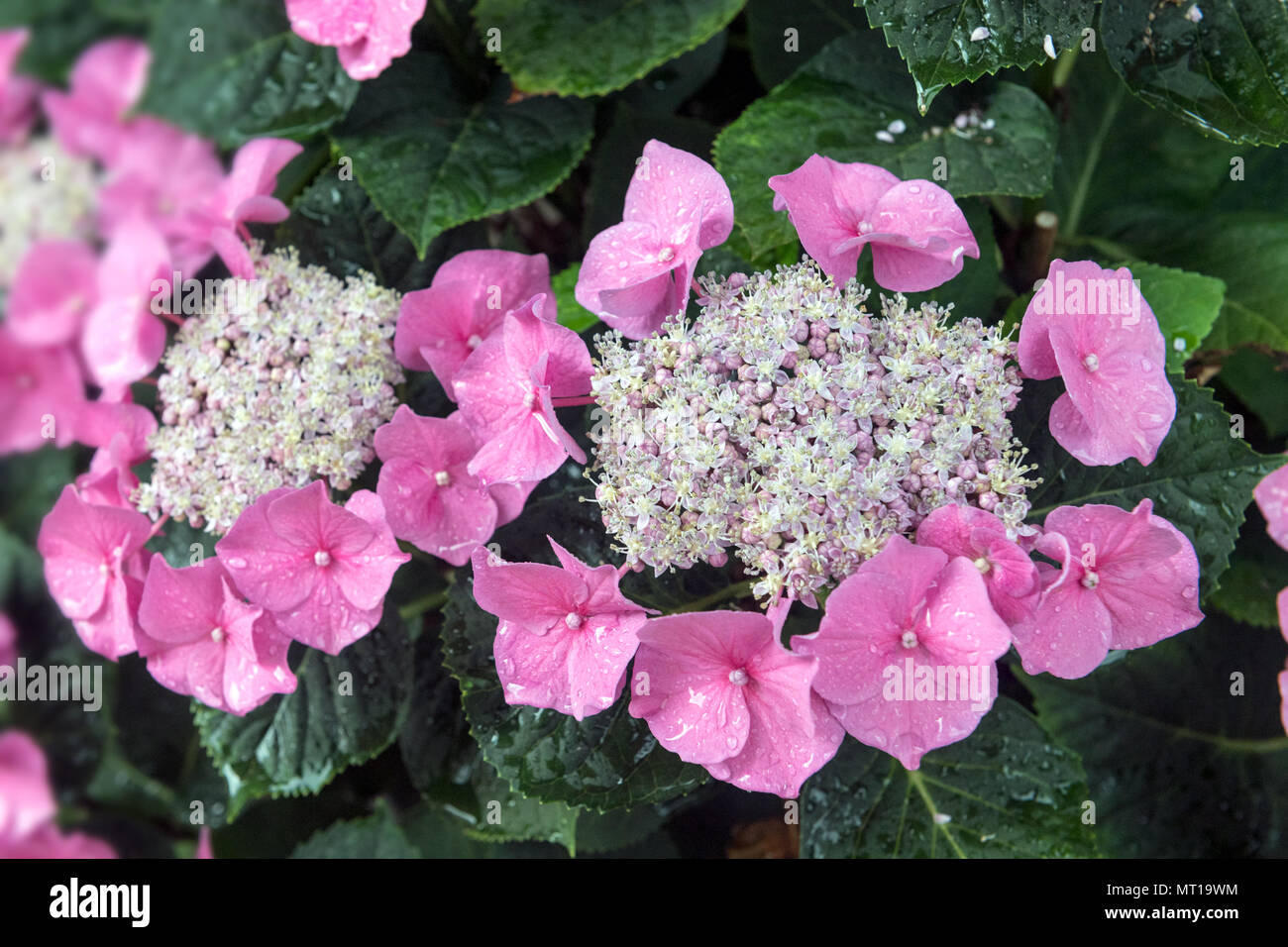 Un primo piano di vivaci fiori di ortensia rosa con gocce di rugiada sui loro delicati petali, adagiati su un ricco fogliame verde, Foto Stock