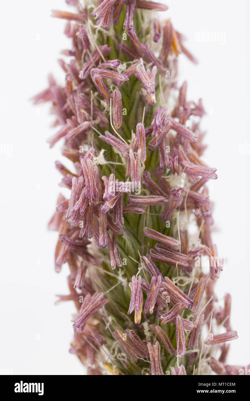 Il prato fiorito di coda di volpe Alopecurus pratensis, famiglia Poaceae, trovata in un campo nel nord del Dorset e fotografati in studio. Nord Inghilterra Dorset Regno Unito Foto Stock