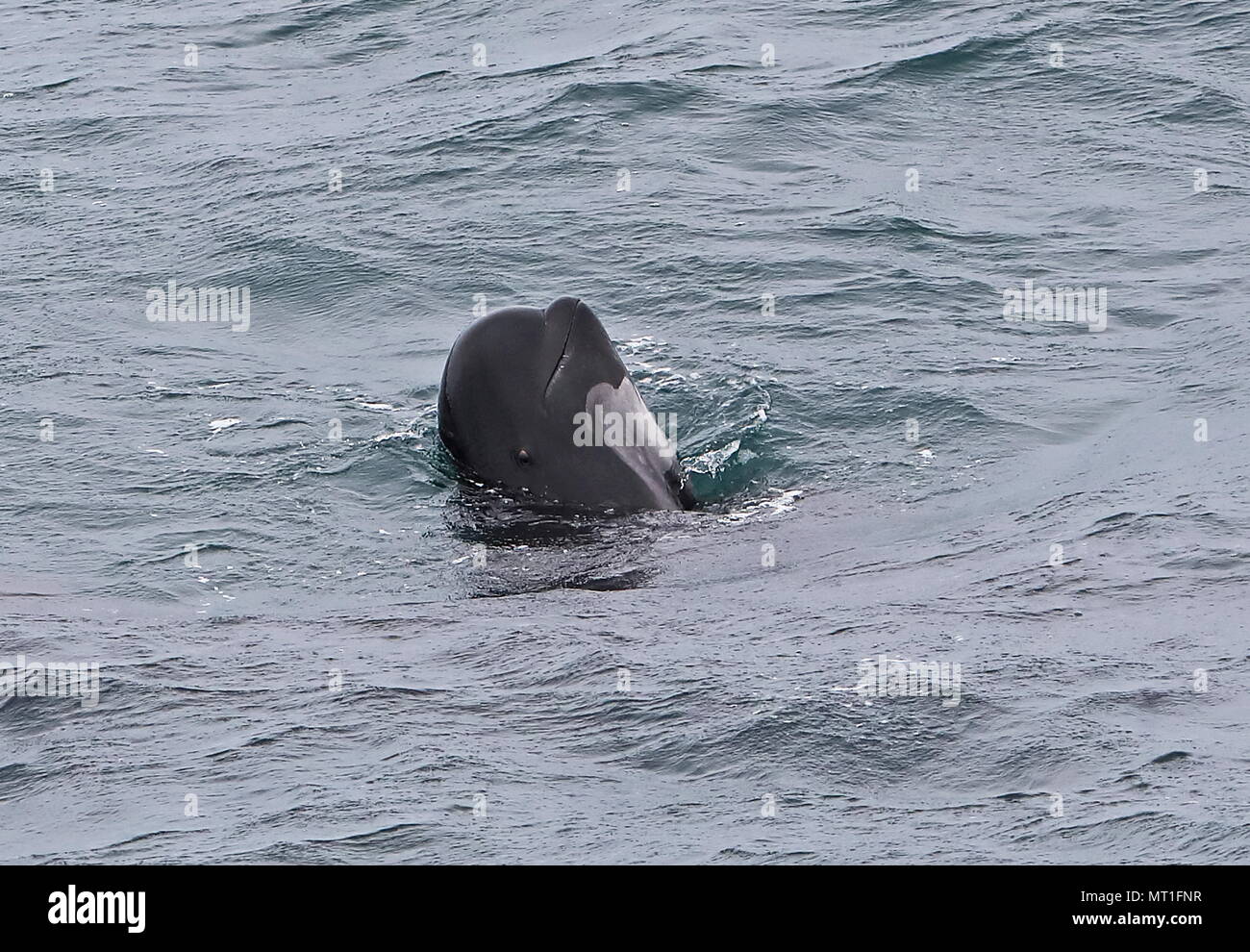 Alalonga Balene Pilota (Globicephala melas melas) testa di adulto fino in acqua nel Golfo di Biscaglia, Oceano Atlantico possono Foto Stock