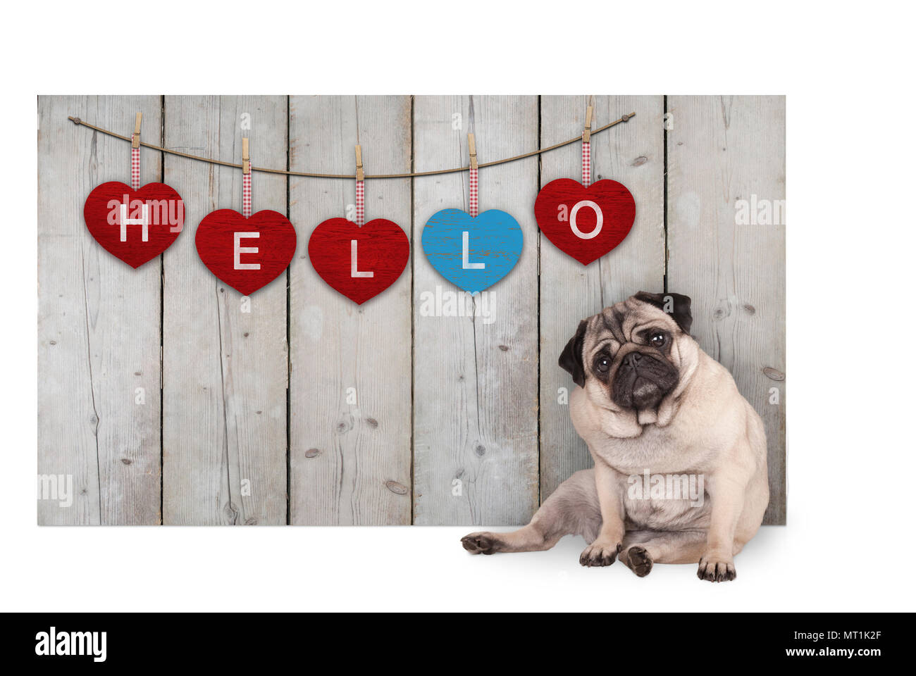 Carino pug cucciolo di cane seduto accanto alla recinzione di legno di HCFC rigenerati fienile legno con il rosso e il blu cuori con testo ciao, isolato su sfondo bianco Foto Stock