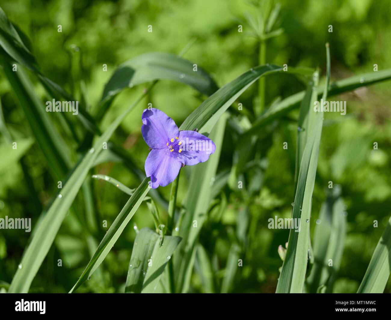 Un fiore blu di spiderwort tra foglie verdi in un prato della Pennsylvania. Foto Stock
