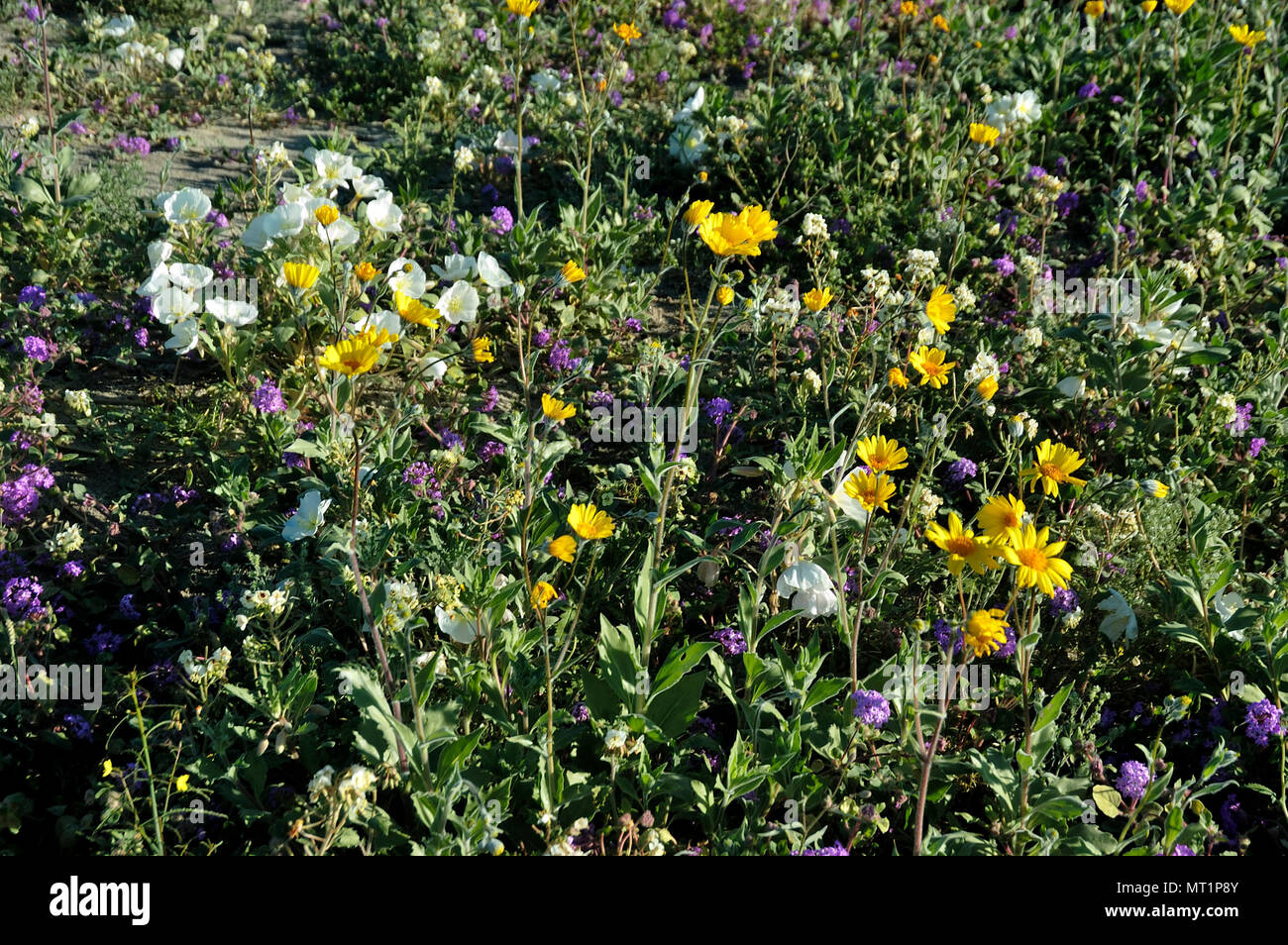 Fiori Selvatici, Dune enotera deserto, girasole, sabbia verbena, Henderson Canyon Road, Anza-Borrego Desert State Park, CA 050213 2144 Foto Stock