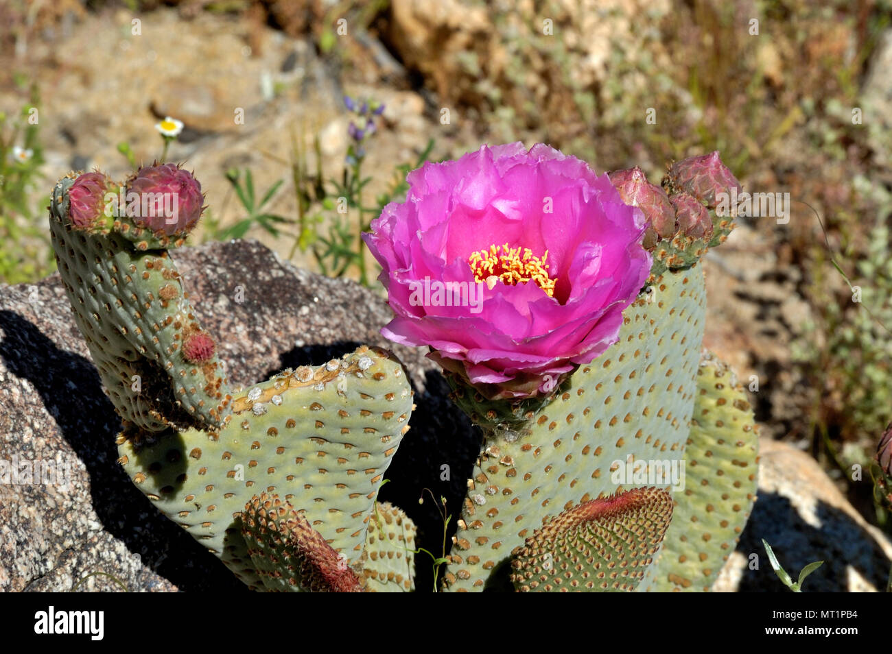 Coda di castoro in fiore Cactus, Opuntia basilaris, Hawk Canyon, Anza-Borrego Desert State Park, CA 050312 2217 Foto Stock