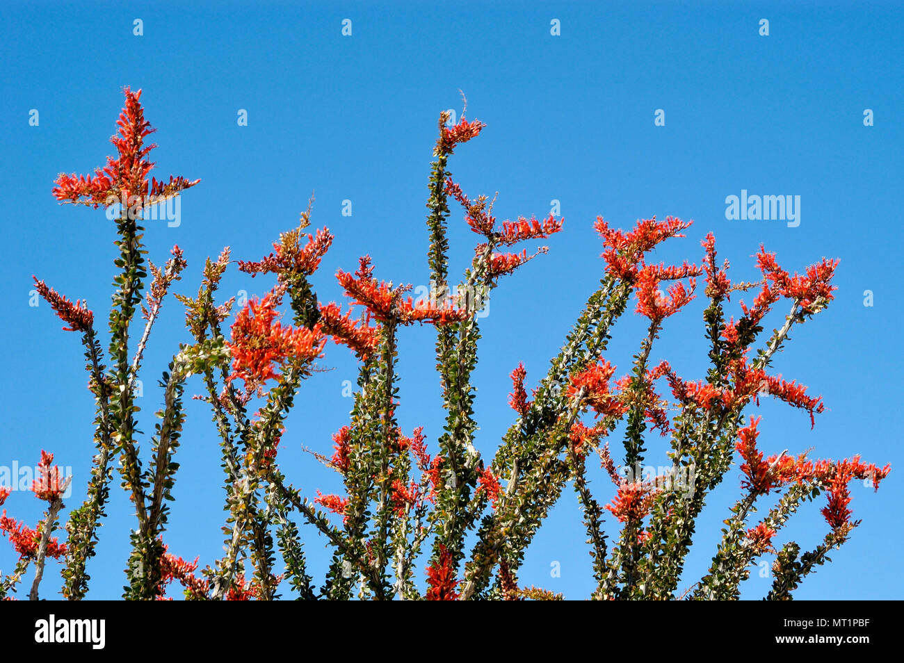 Red ocotillo fiori, Ocotillo, Fouquieria splendens, Hawk Canyon, Anza-Borrego Desert State Park, CA 050312 2224 Foto Stock