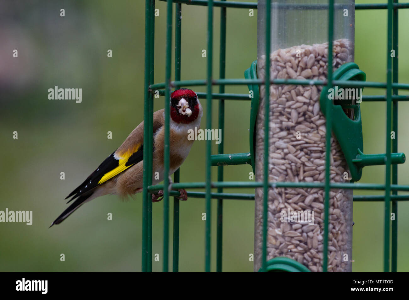 Cardellino Carduelis carduelis singolo adulto sulla prova di scoiattolo alimentatore di sementi. Isole britanniche Foto Stock
